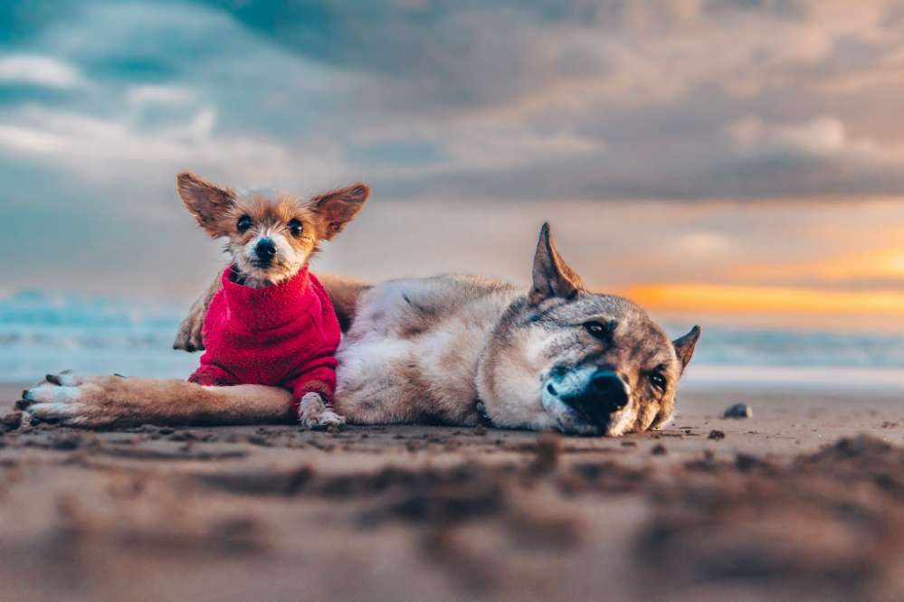 Hundetreffen-Entspanntes Gassi gehen-Profilbild