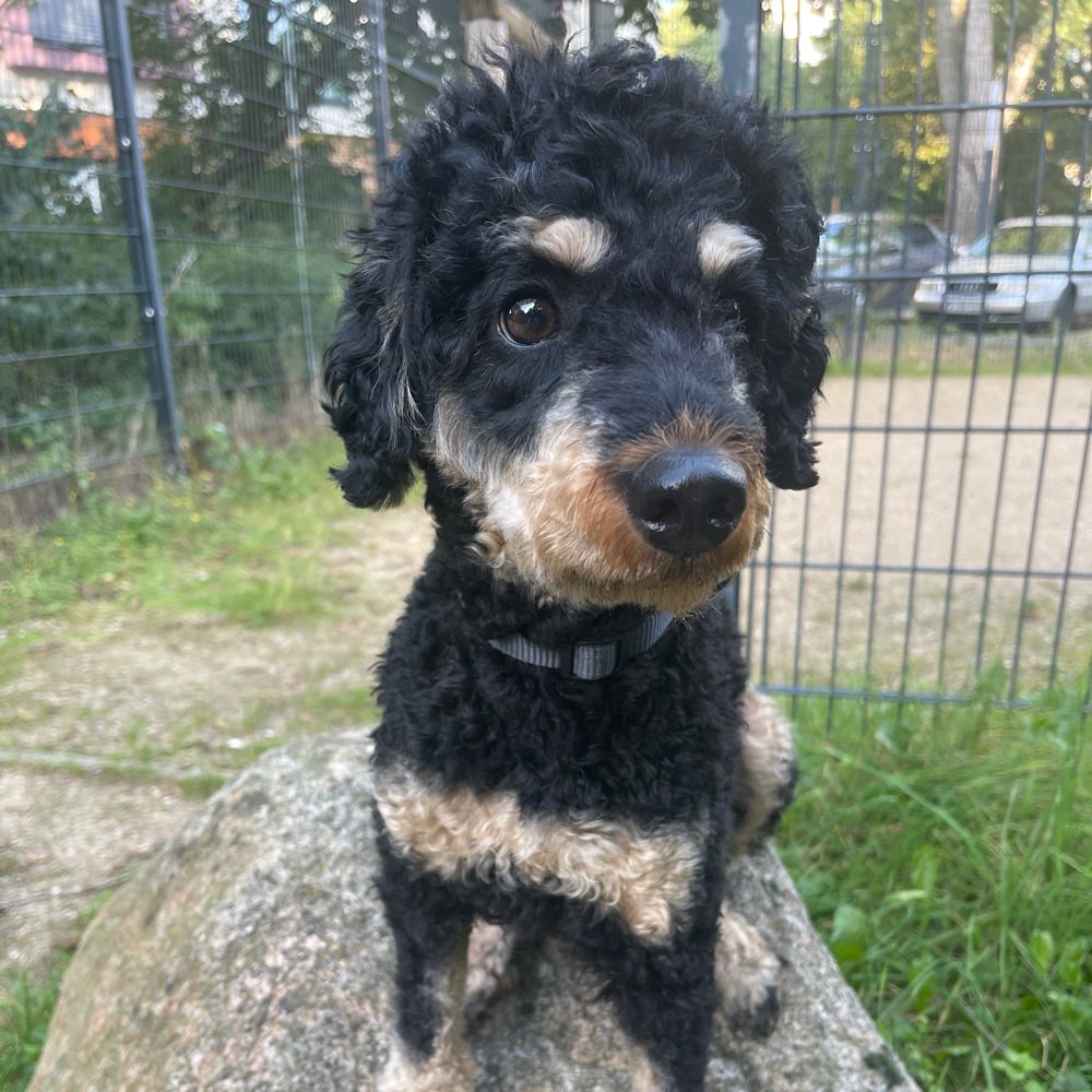 Hundetreffen-Mittelgroße Hunde treffen sich-Profilbild