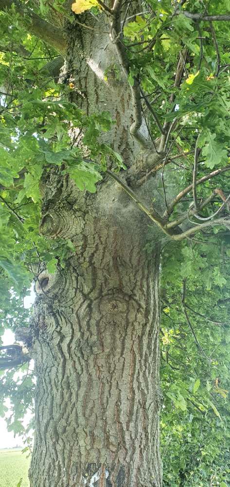 Giftköder-Eichenprozessionsspinner-Profilbild