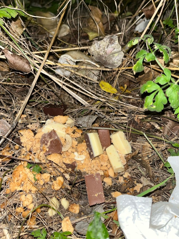 Giftköder-Schokolade ausgelegt-Profilbild