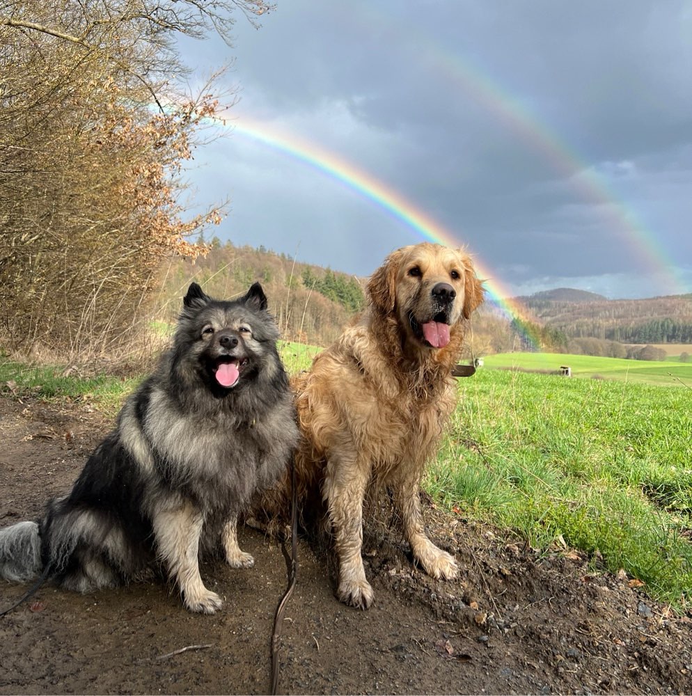 Hundetreffen-Treffen zum gemeinsamen Üben/ spazieren gehen-Profilbild