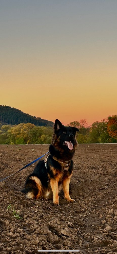 Hundetreffen-Gemeinsame Lern-/Spaziergänge-Profilbild