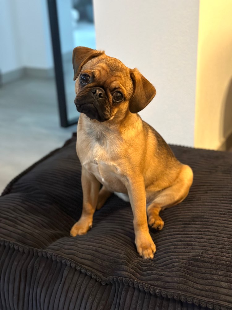 Hundetreffen-Zusammen Spazieren gehen-Profilbild