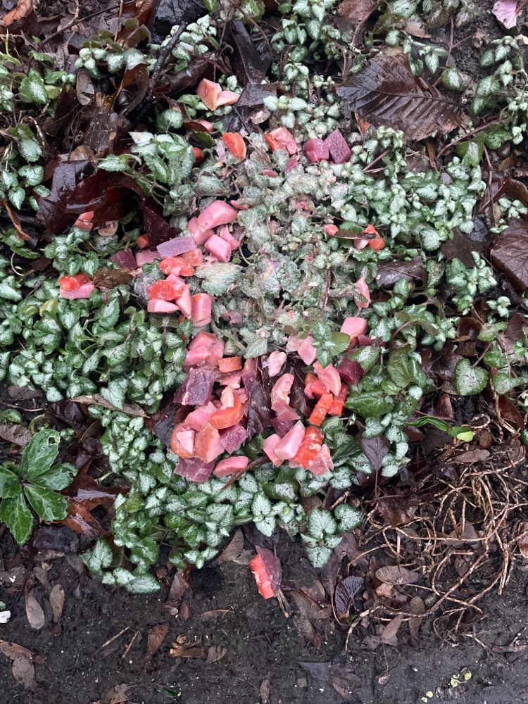 Giftköder-Auffällige Wurststücke-Profilbild