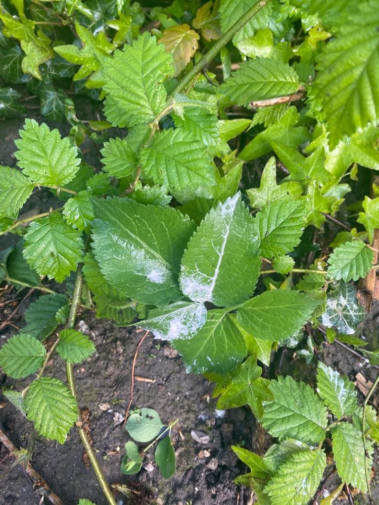 Giftköder-Weißes Pulver am De-Noel-Platz-Profilbild