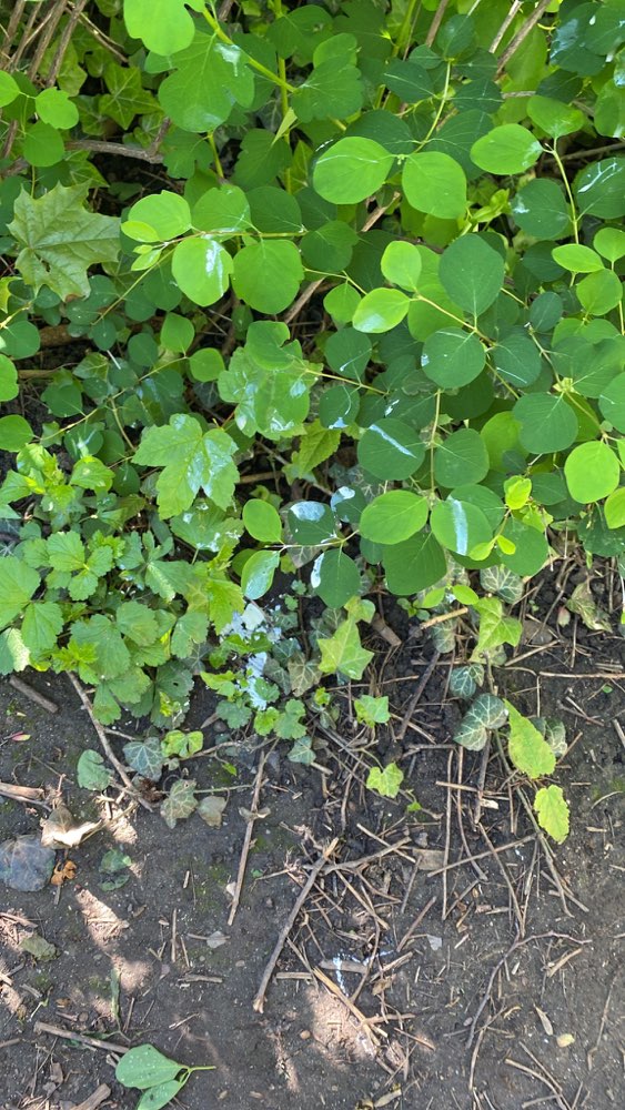 Giftköder-Evtl. Rattengift oder Ähnliches-Profilbild