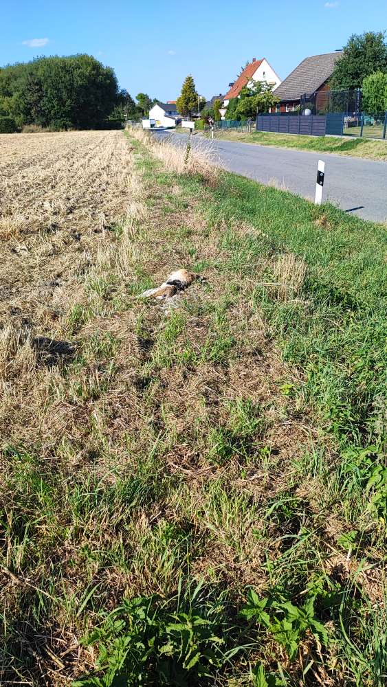 Giftköder-toter Feldhase-Profilbild