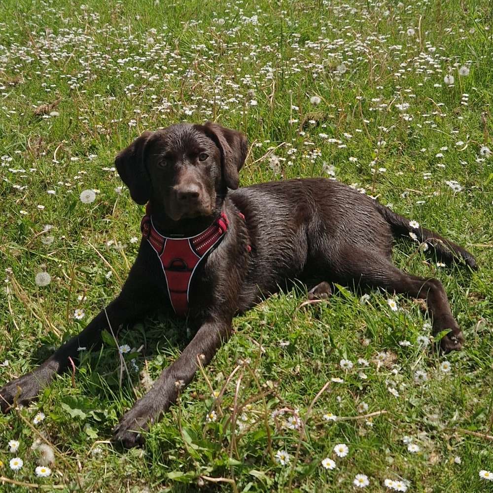 Hundetreffen-Fester Hundepartner gesucht-Profilbild