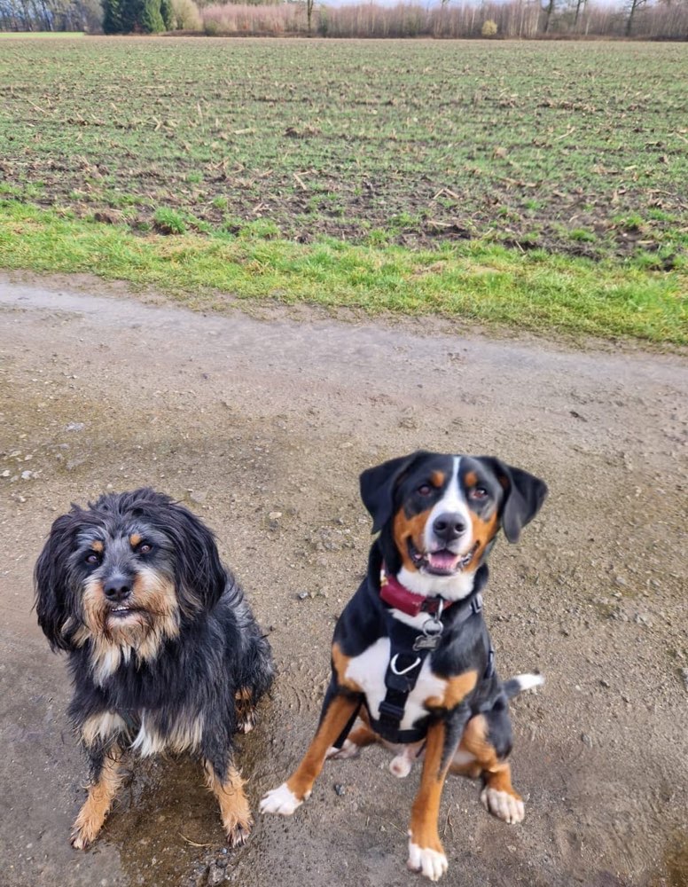 Hundetreffen-Gassi uvm.-Profilbild