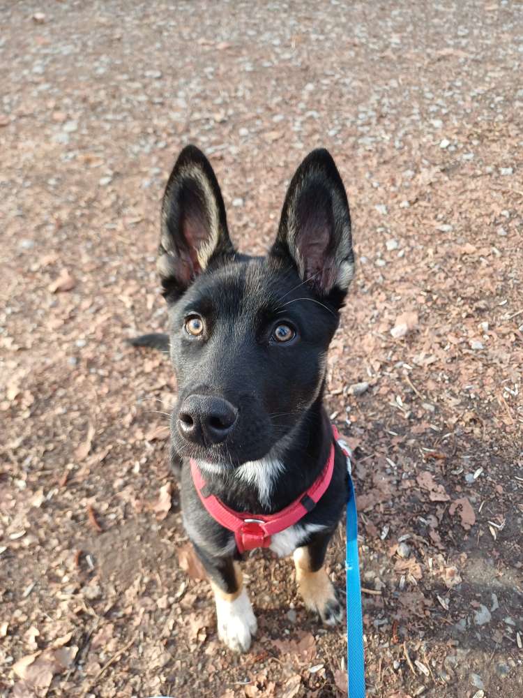 Hundetreffen-Spazieren beim Hallenbad Herzebrock-Profilbild