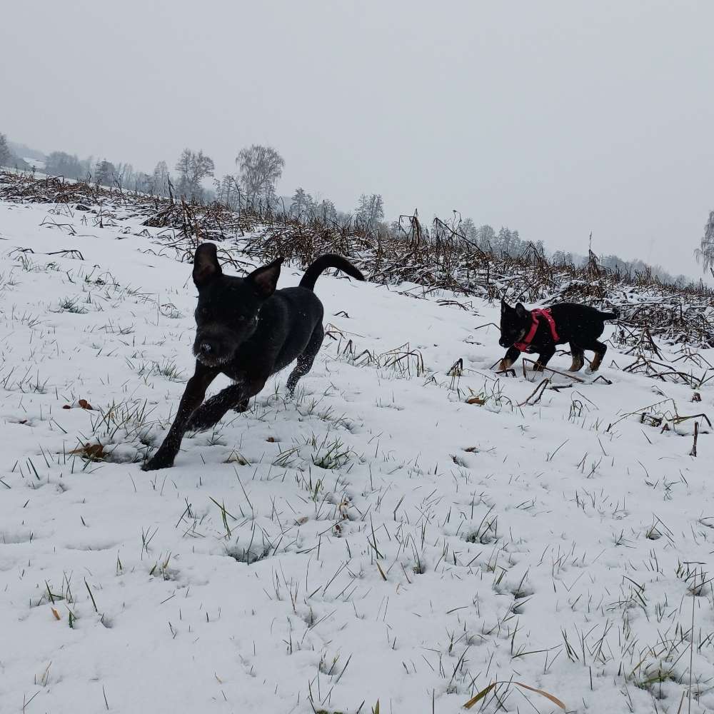 Hundetreffen-Hunde/Welpen Treff-Profilbild