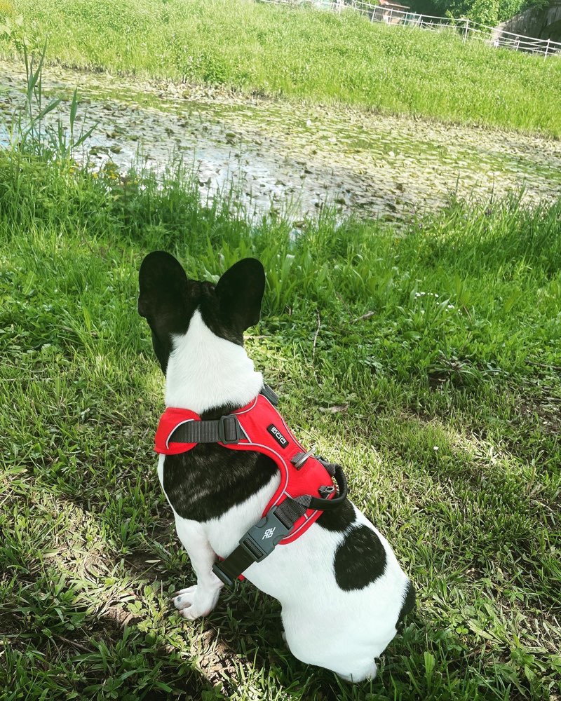 Hundetreffen-Gassirunde zum Spielen und Kennenlernen-Profilbild