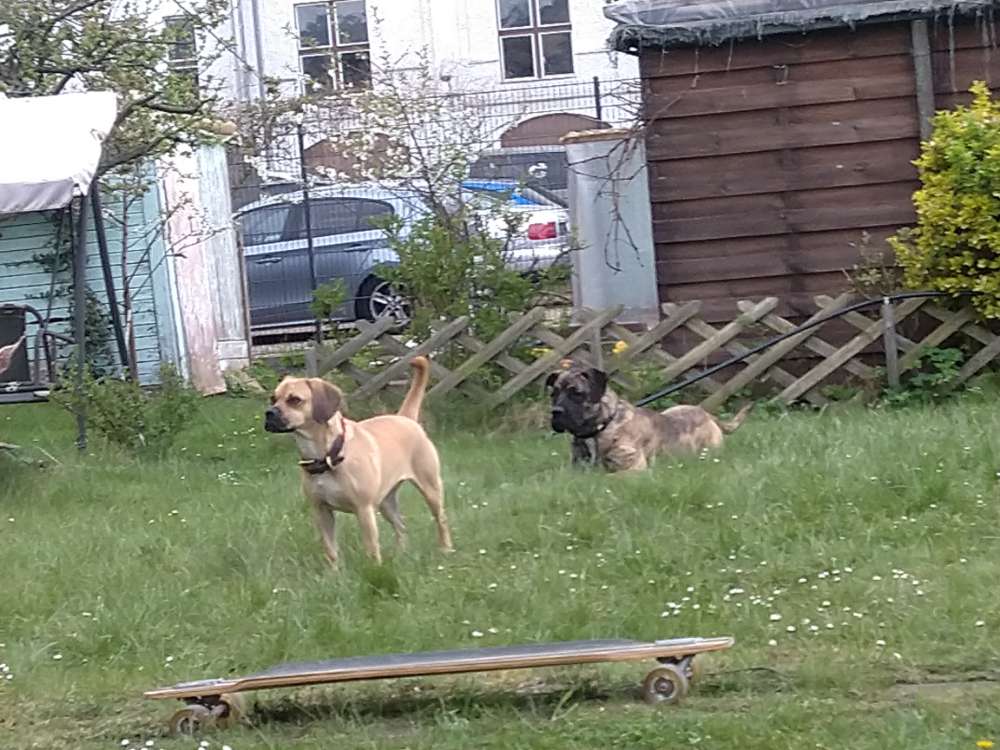 Hundetreffen-Mit meiner 2 Jährigen Beagle -Mops Hündin und 5 Monate junge Bandog Hündin❓❗❓🤔-Profilbild