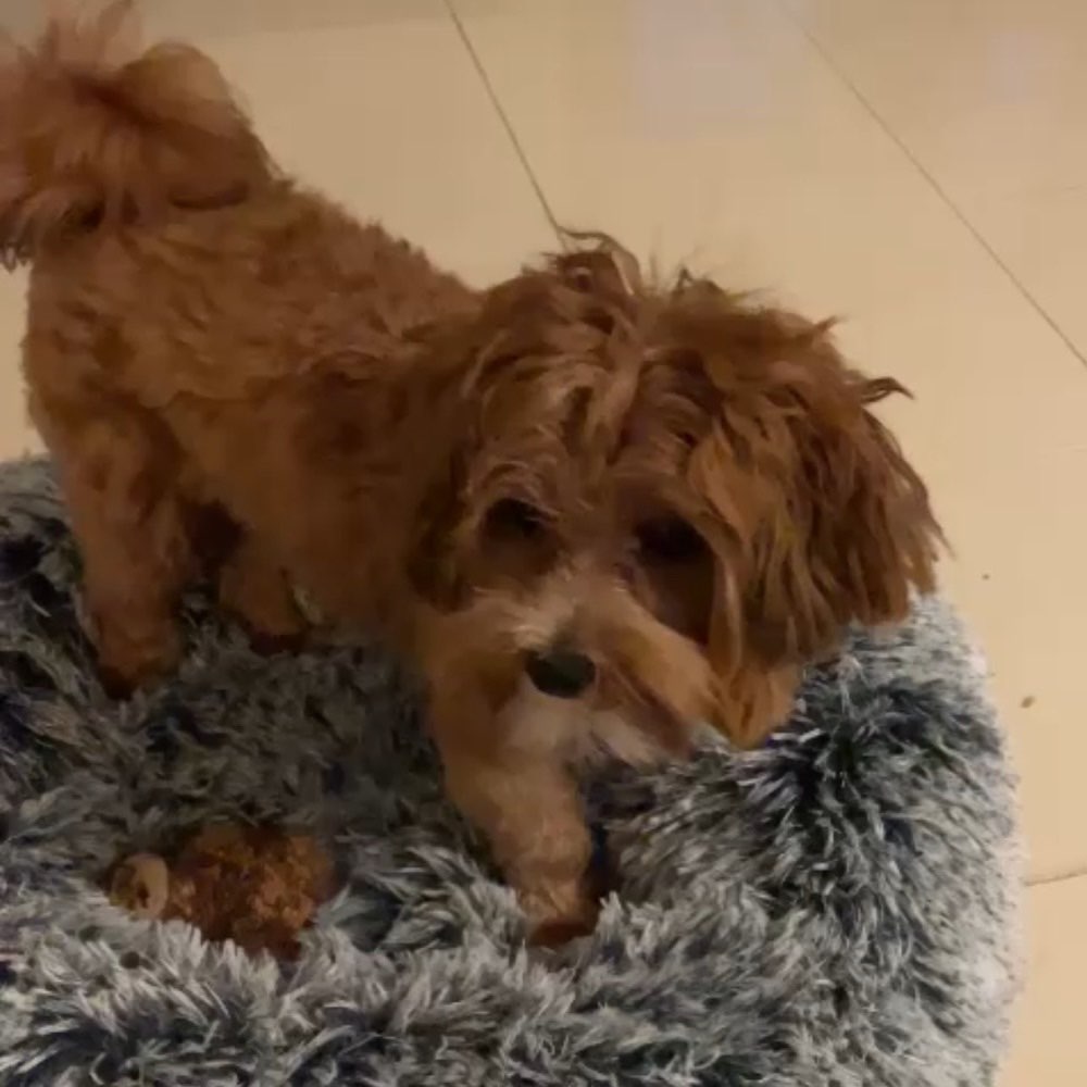 Hundetreffen-Junge Hündin sucht Freunde-Profilbild