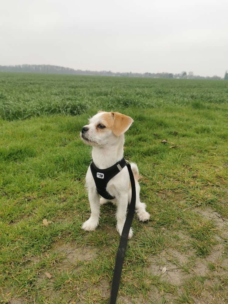 Hundetreffen-Junghund Spielgruppe-Profilbild