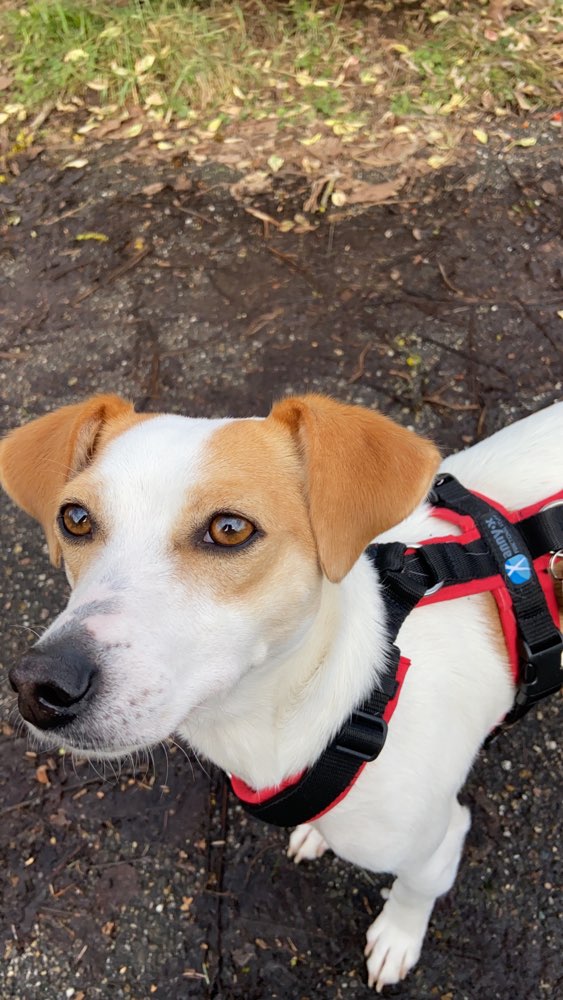 Hundetreffen-Mira sucht Spielgefährten zum gassi gehen oder toben-Profilbild