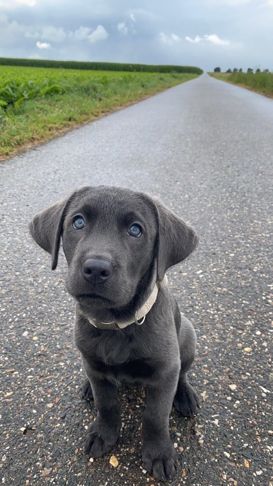 Hundetreffen-Welpentreffen Erftstadt / Hürth und Umgebung-Profilbild