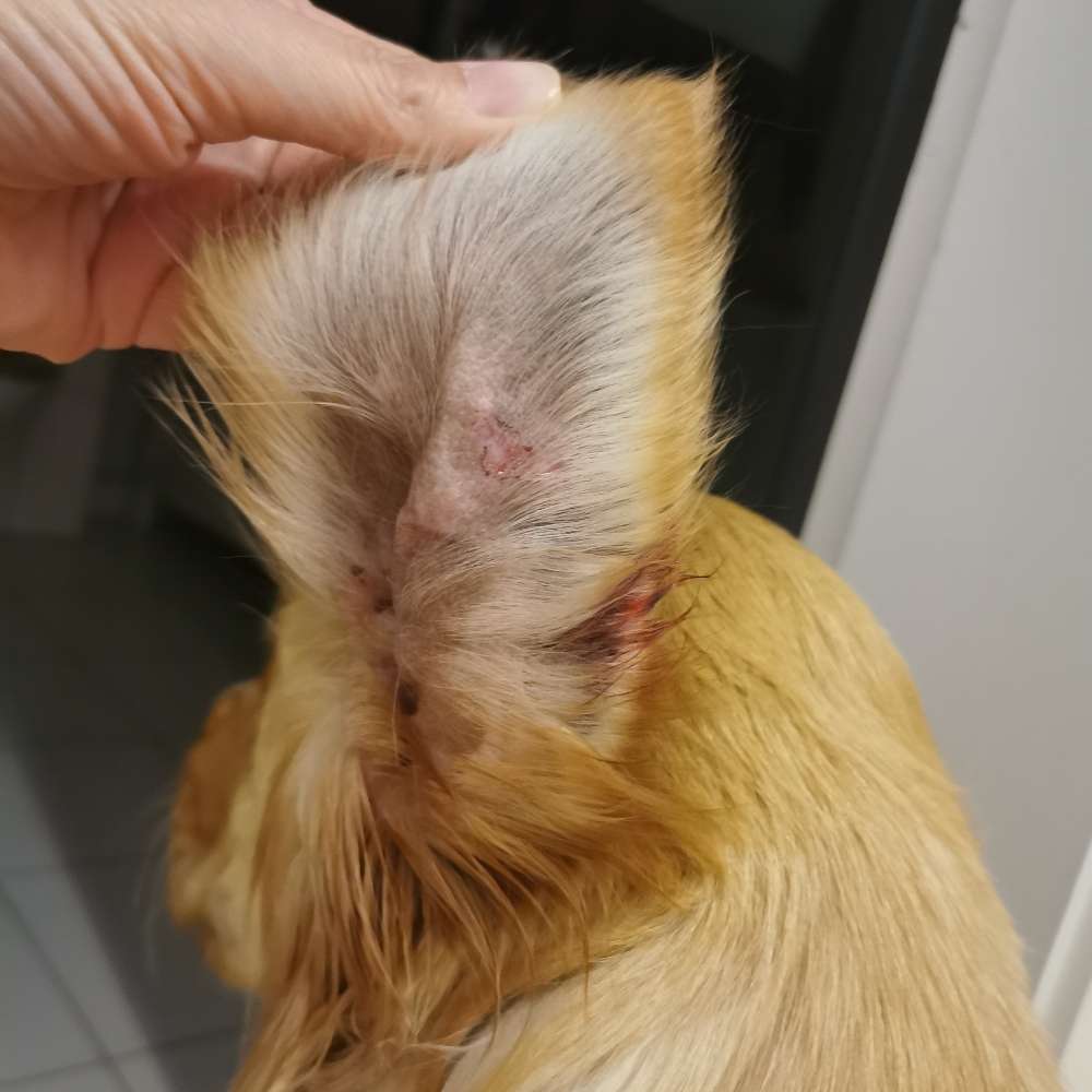 Giftköder-Jagd Golden Retriever ohne Leine beißt-Profilbild