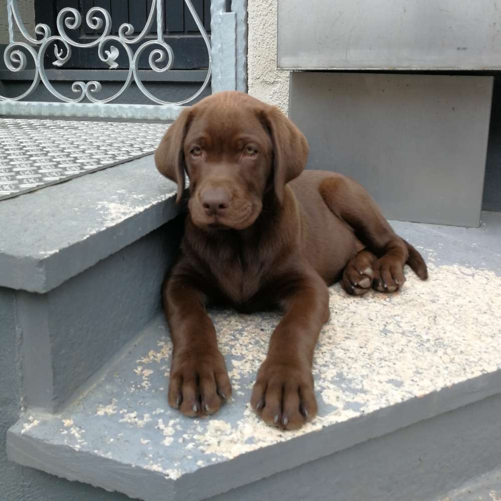 Hundetreffen-Welpen/Junghunde Treffen Nähe Bermersheim Worms/Alzey gesucht-Profilbild