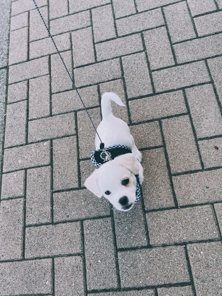 Hundetreffen-Gassi und Spieletreffen gesucht-Profilbild