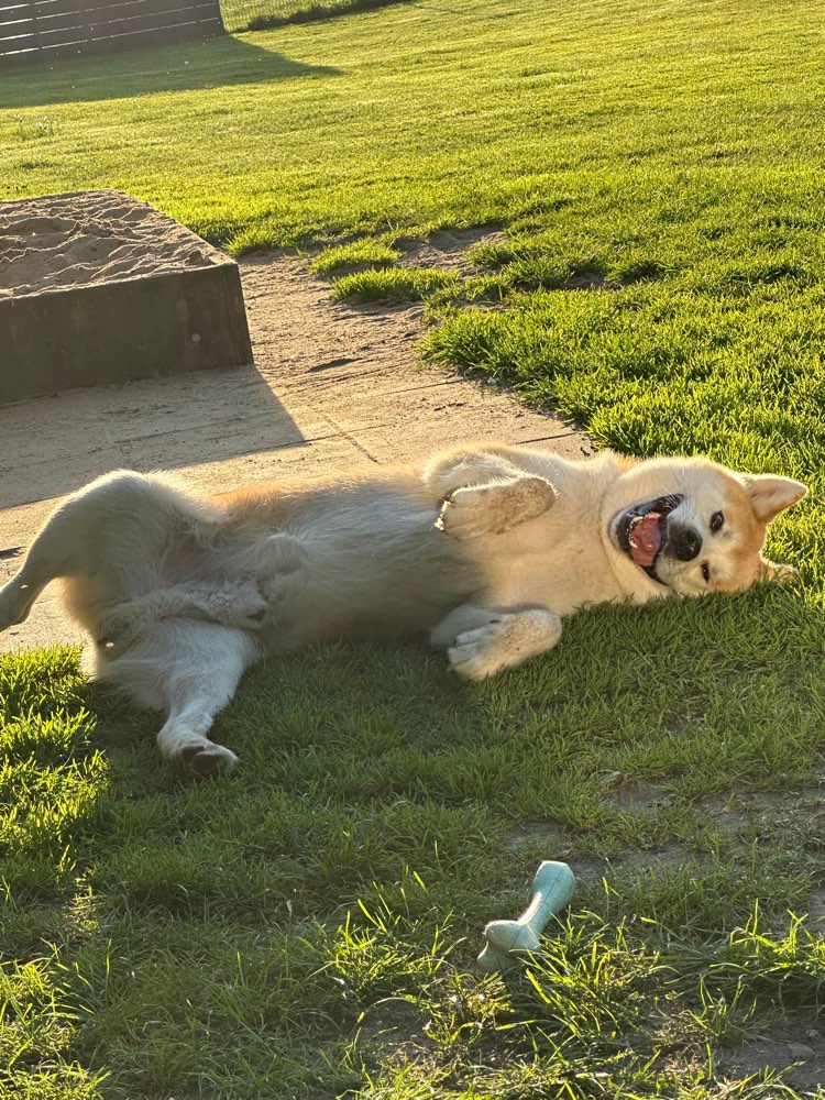 Hundetreffen-Spazieren oder Freilauf im eingezäunten Bereich-Profilbild