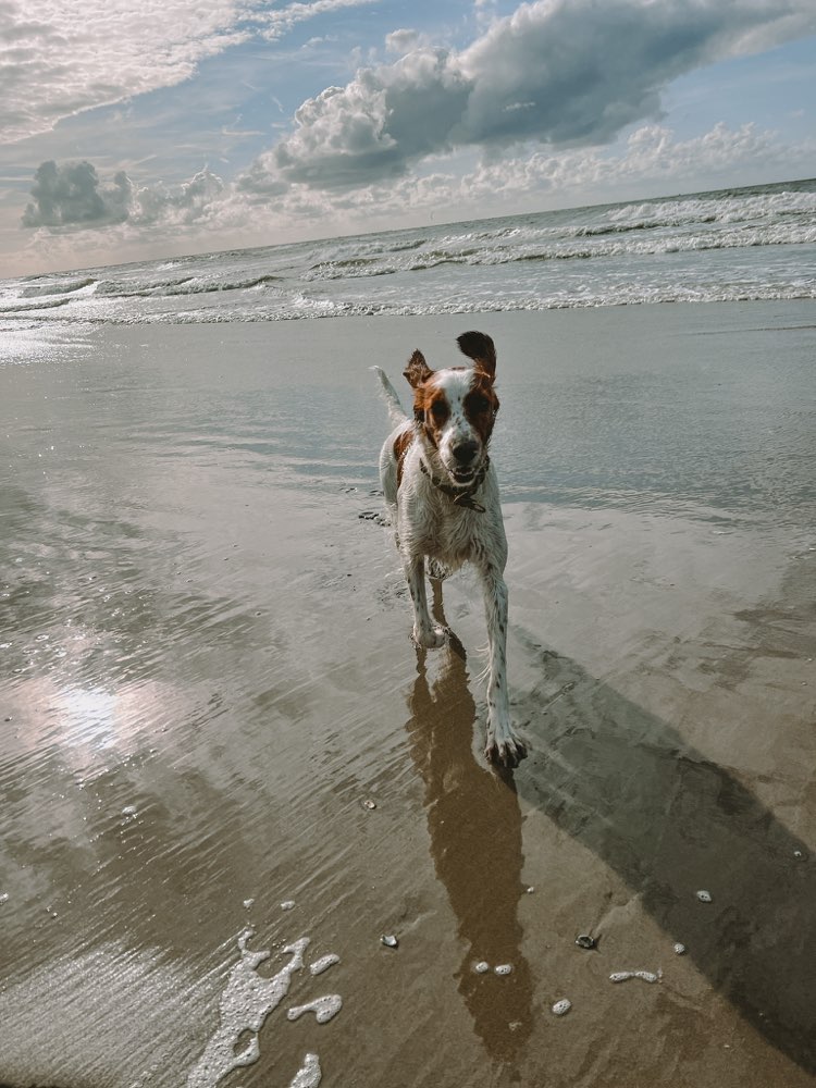 Hundetreffen-Lockere Gassirunde-Profilbild