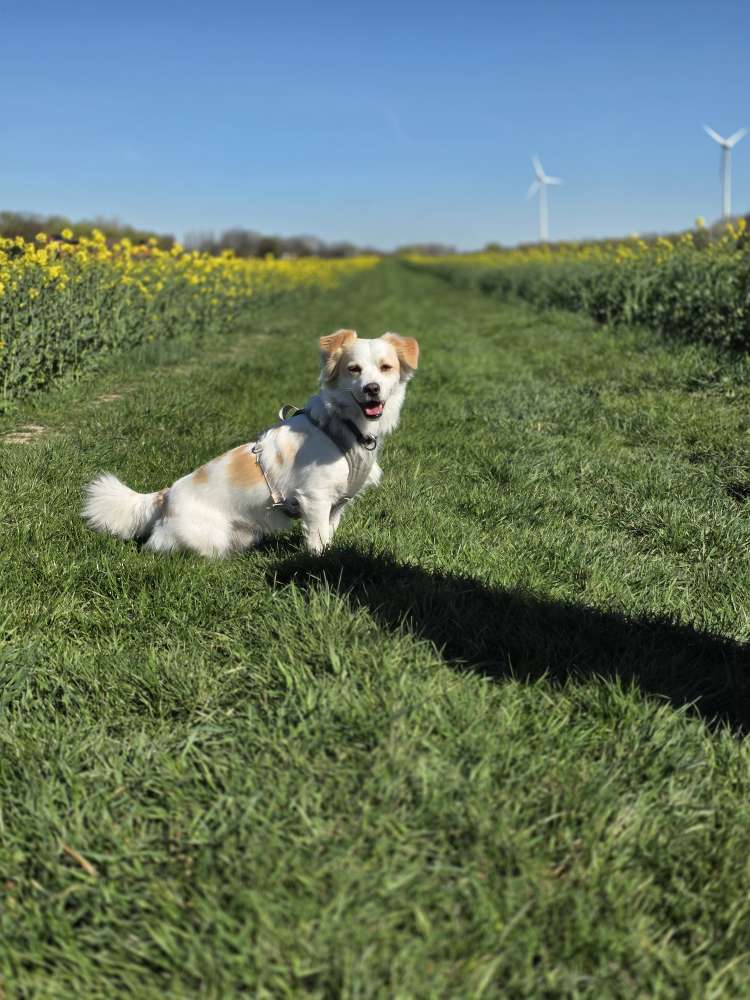 Hundetreffen-Social Walk und Training-Profilbild