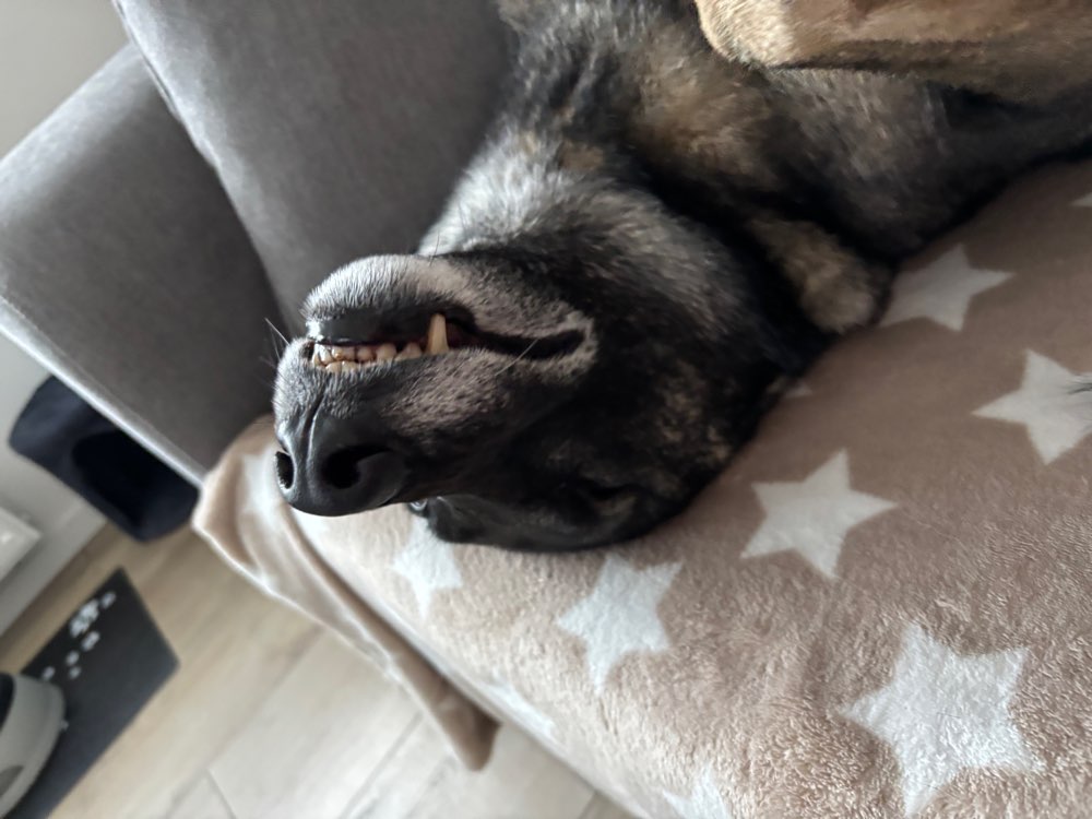 Hundetreffen-Gemeinsames Training-Profilbild