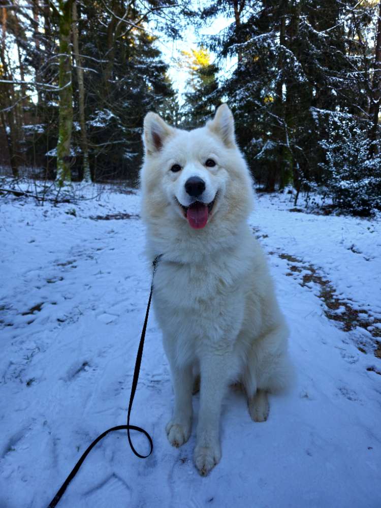 Hundetreffen-Hundetreffen, Spielerunde, Gassigehen-Profilbild