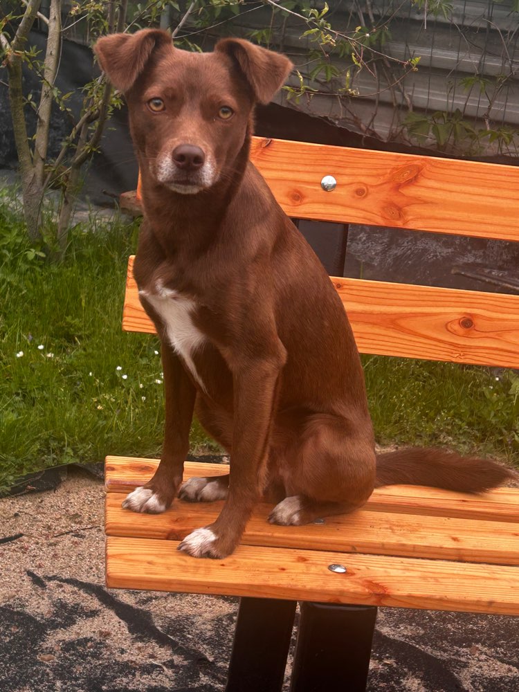 Hundetreffen-Social Walks gesucht-Profilbild