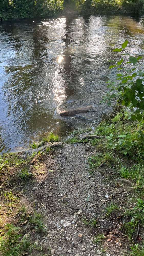 Giftköder-Achtung Biberattacke in der Würm!-Profilbild