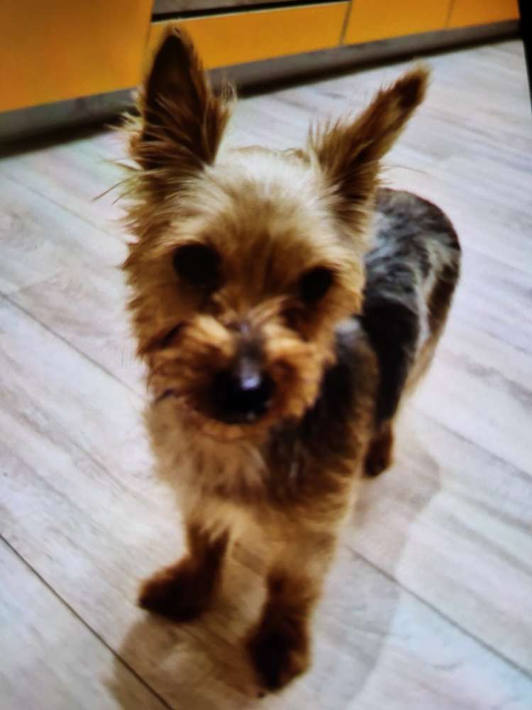 Hundetreffen-Gassirunde cham und Umgebung bis 50 km-Profilbild