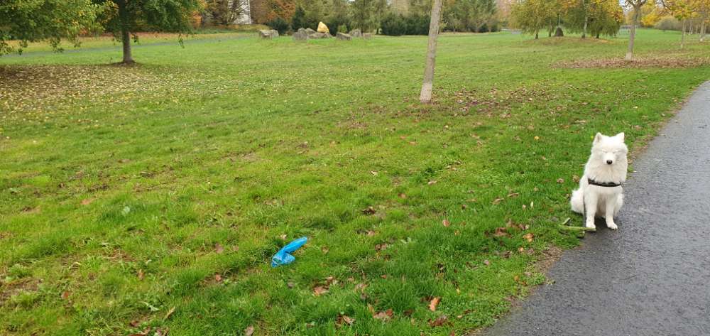 Giftköder-Glasscherben-Profilbild