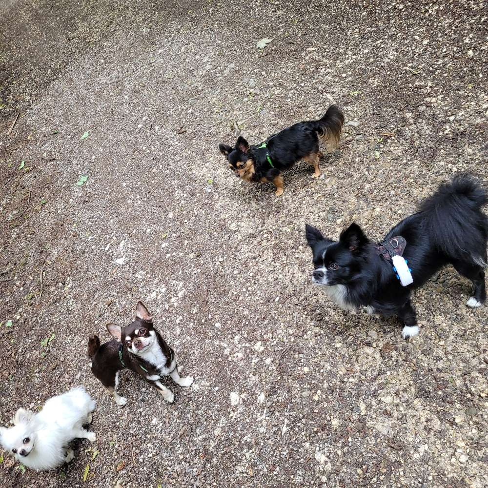 Hundetreffen-Gemeinsame Gassi Runden-Profilbild