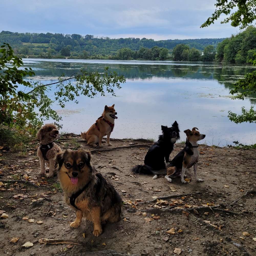 Hundetreffen-Gemeinsame Gassi Runden-Profilbild