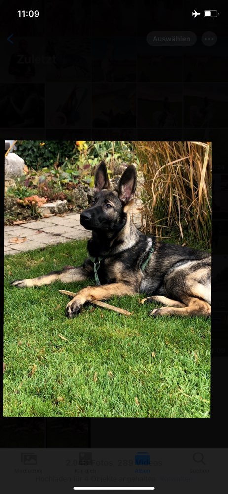 Hundetreffen-SpieleTreff größere Hunde-Profilbild