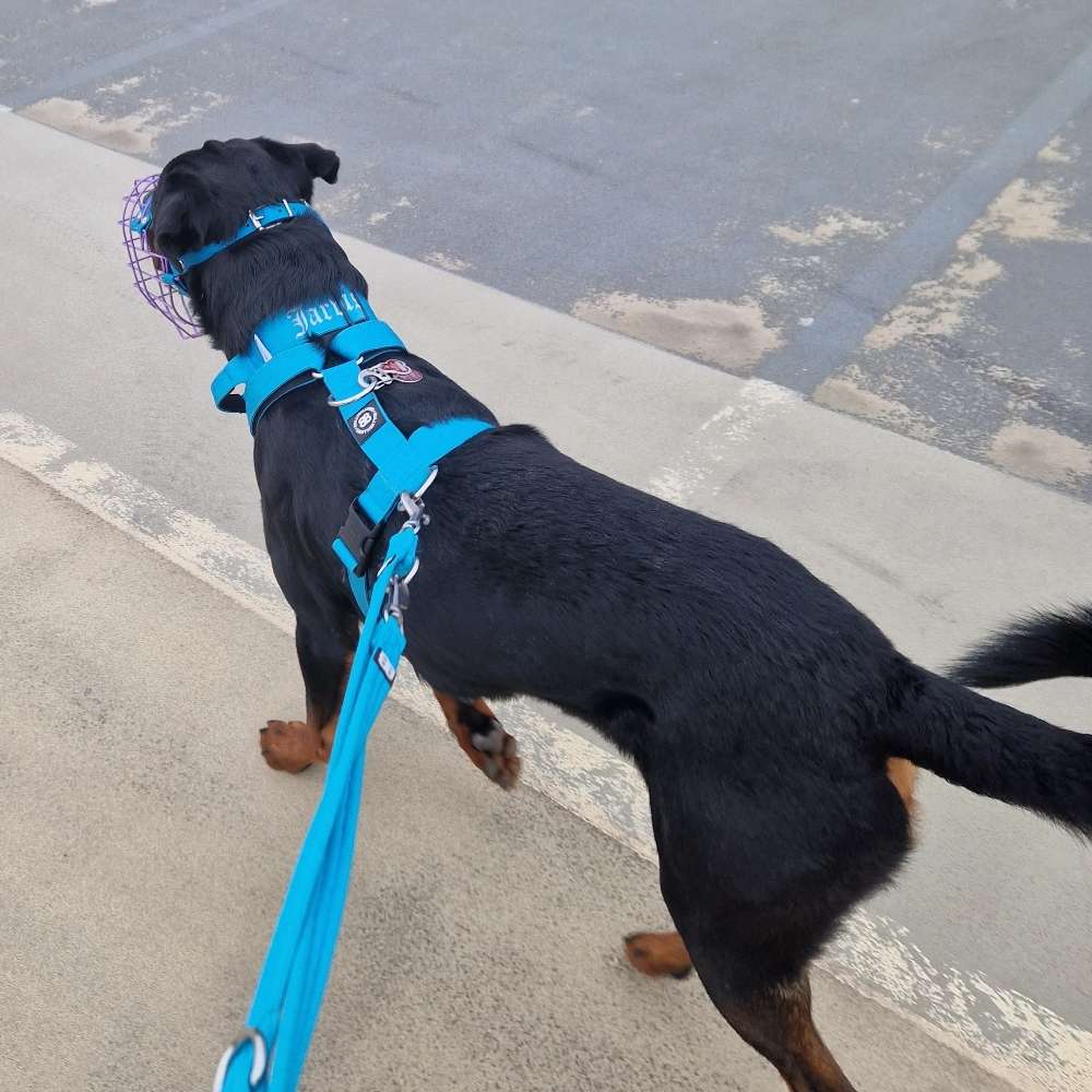 Hundetreffen-Trainings Gassi-Profilbild