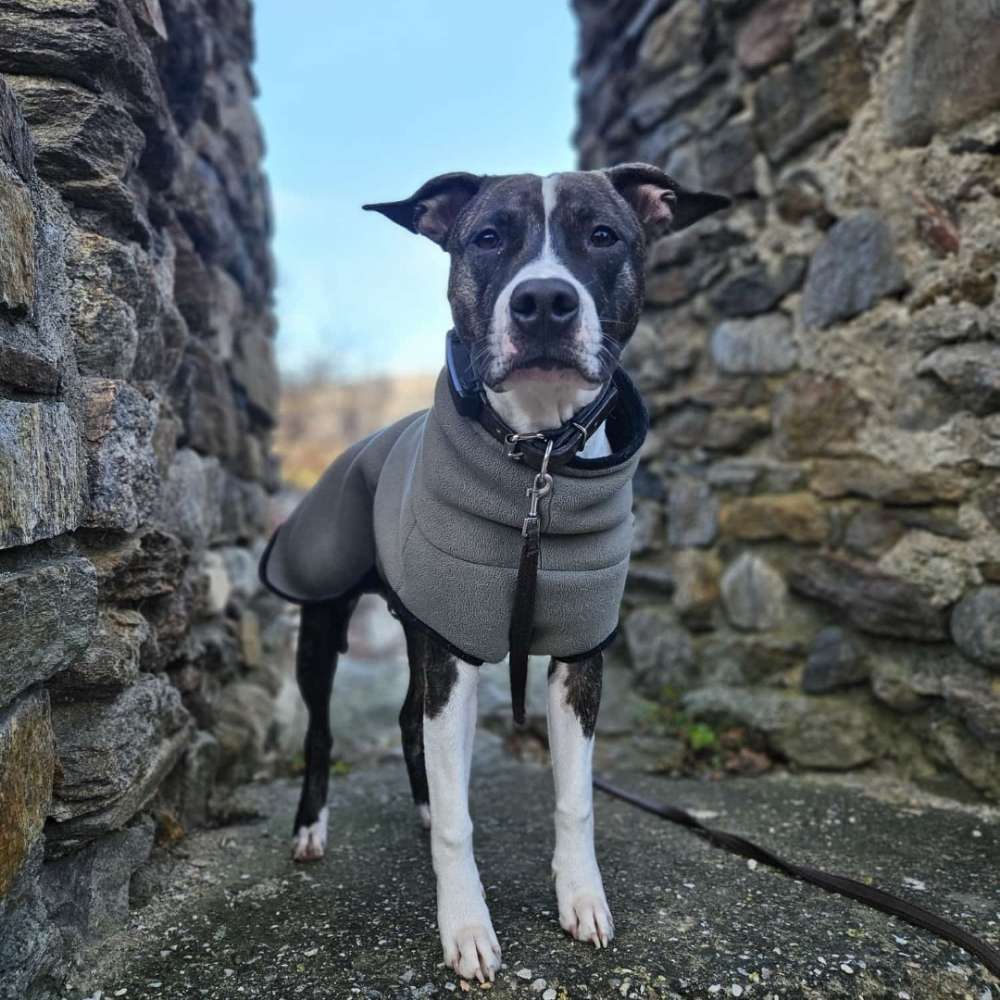 Hundetreffen-Hundetreff-Profilbild