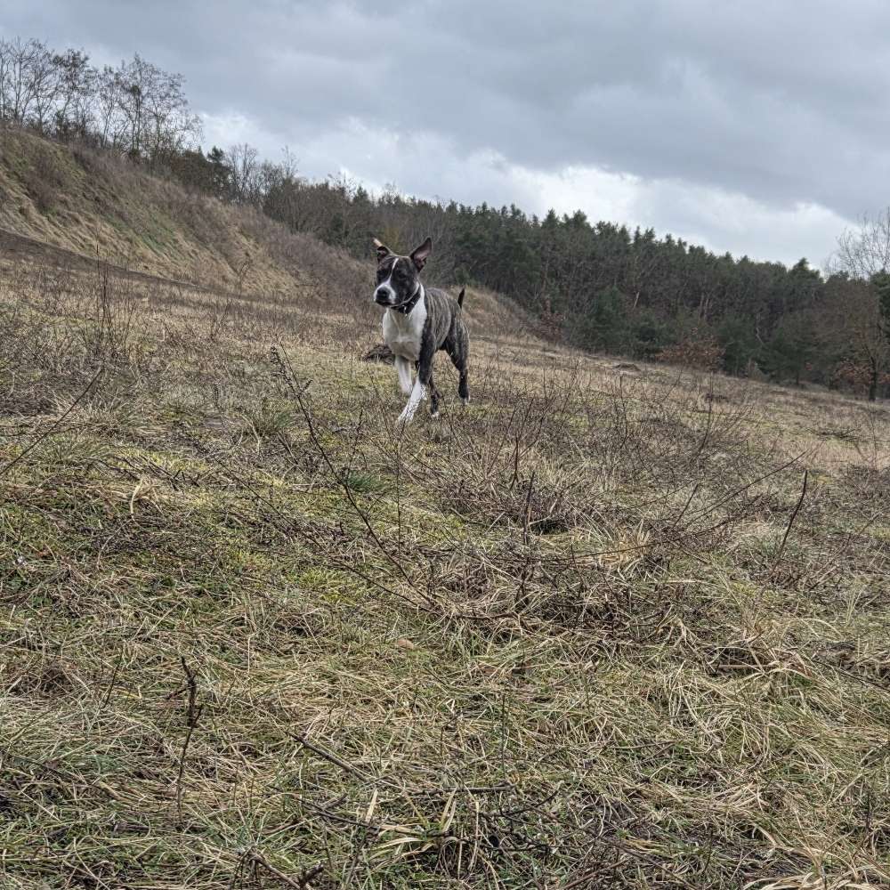 Hundetreffen-Spiel und Spass + Wald Wpaziergänge-Profilbild