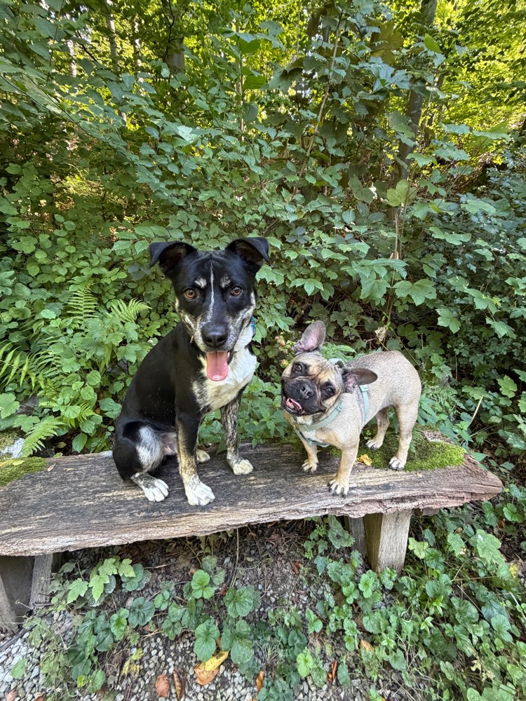 Hundetreffen-Social Walk / Training / Junghundtraining-Profilbild