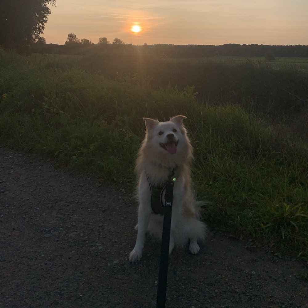 Hundetreffen-Spazieren ☺️-Profilbild