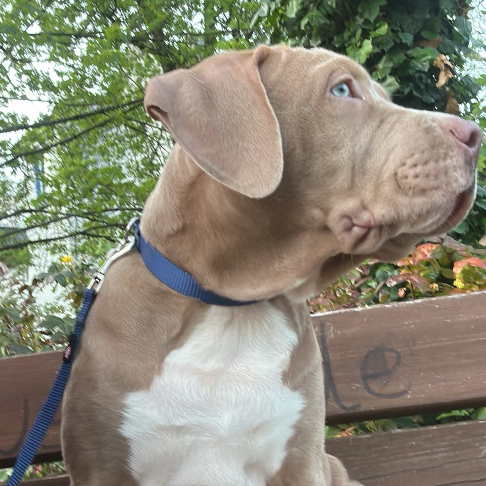 Hundetreffen-Bruno sucht Welpen zum Spielen-Profilbild