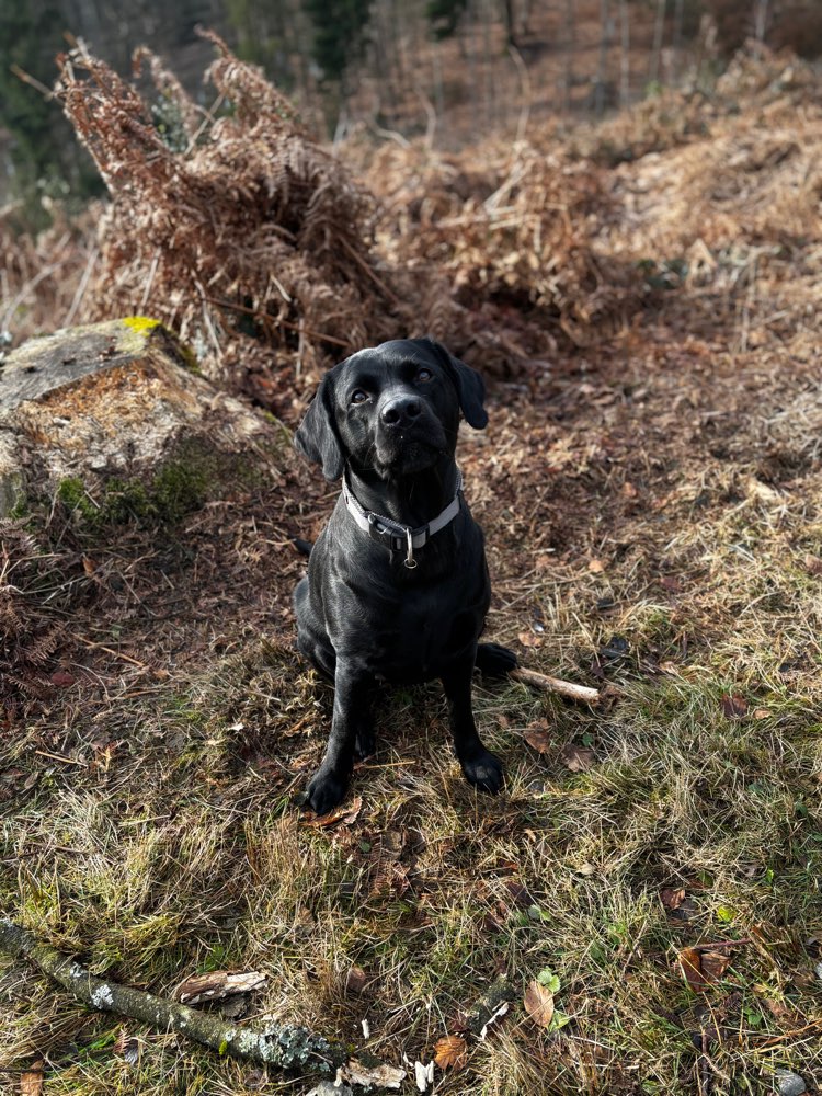 Hundetreffen-Spieltreffen / Toberunde-Profilbild