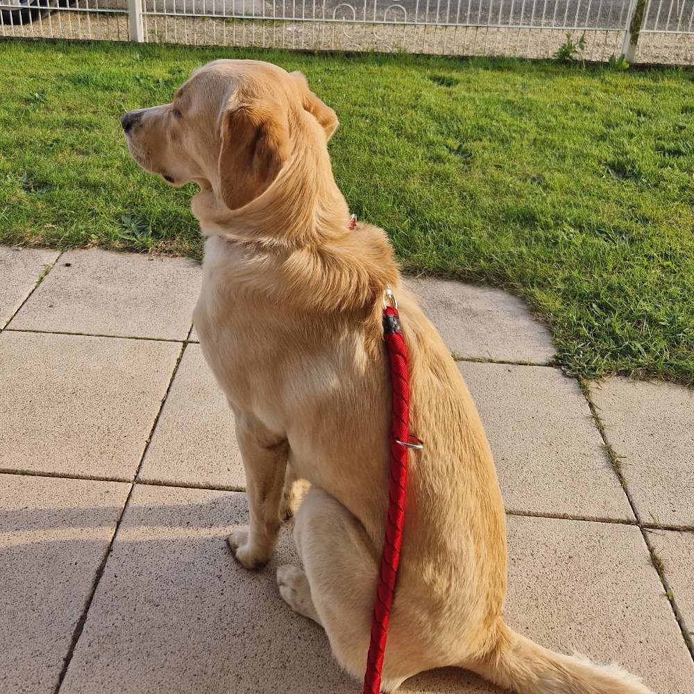 Hundetreffen-Spielen und Spazieren gehen-Profilbild