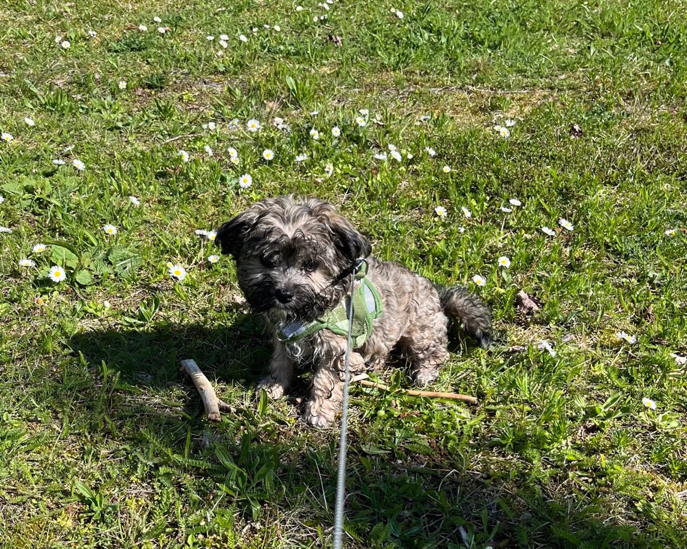 Hundetreffen-Welpentreffen Grünau-Profilbild