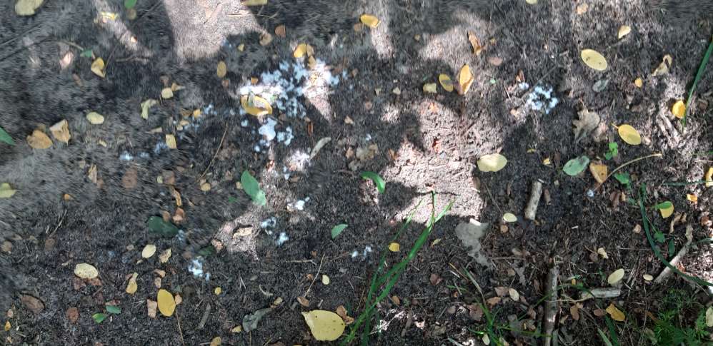 Giftköder-Giftköder-Profilbild