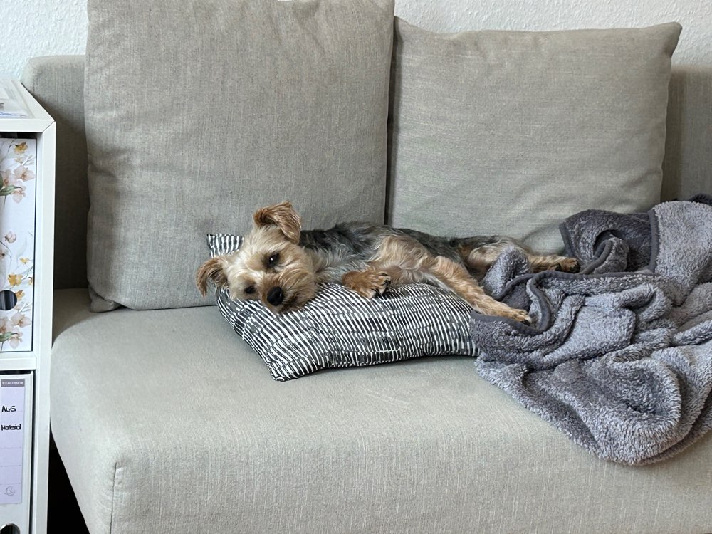 Hundetreffen-Ruhigere Hundefreunde gesucht-Profilbild