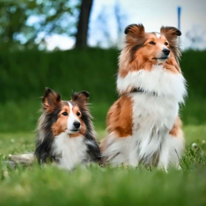 Hundetreffen-Gassi-& Spielrunde zum Sozialisieren-Profilbild