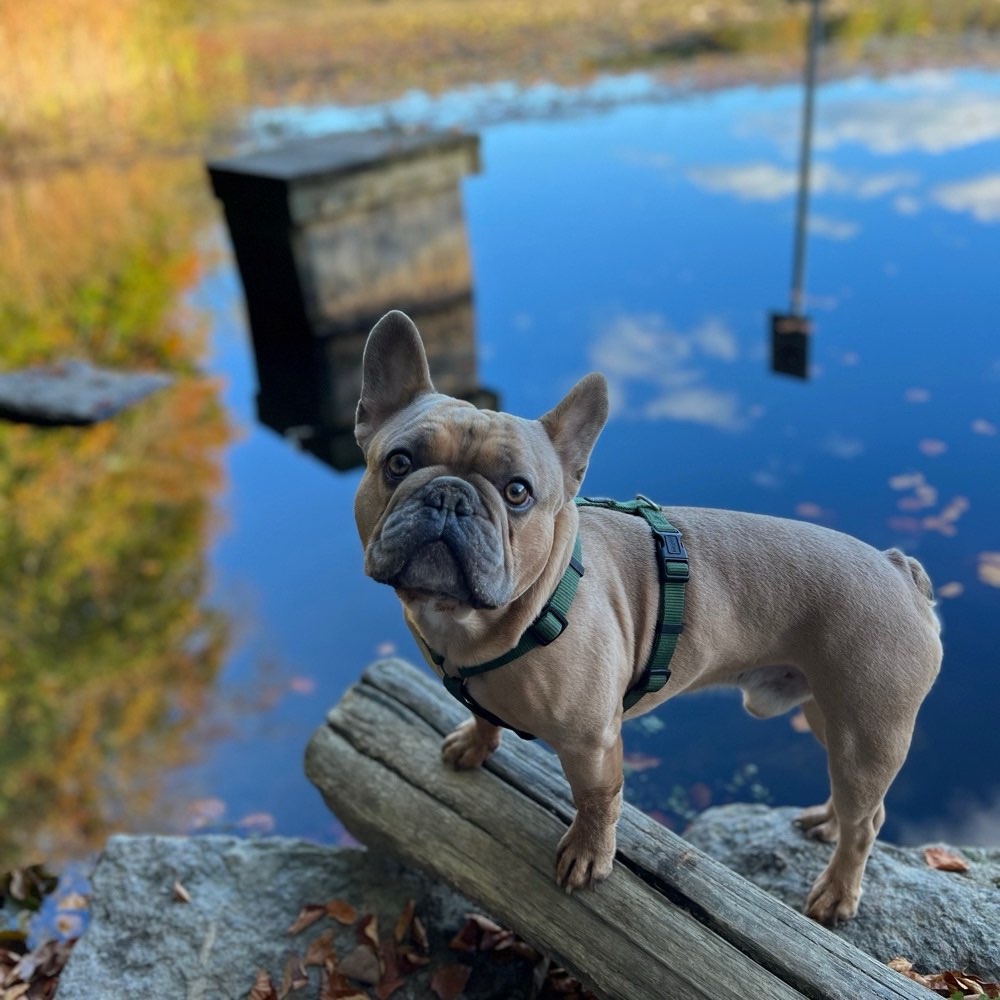 Hundetreffen-Auf der Suche nach Gassi-Gesellschaft 🐶🙂-Profilbild