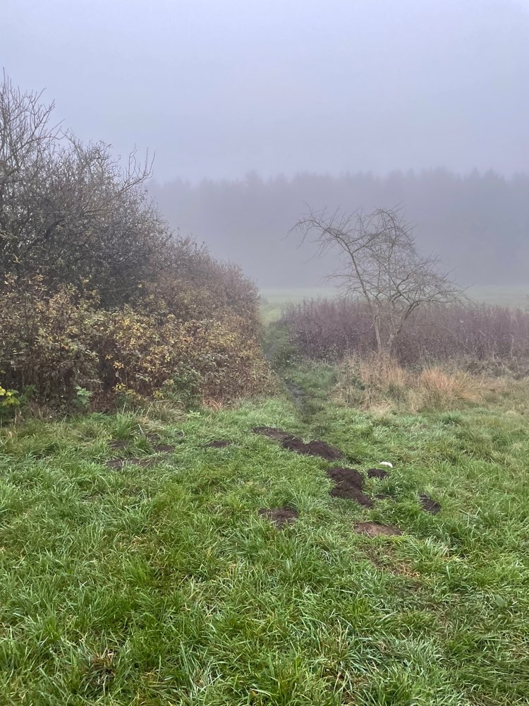 Giftköder-Toter Hase-Profilbild
